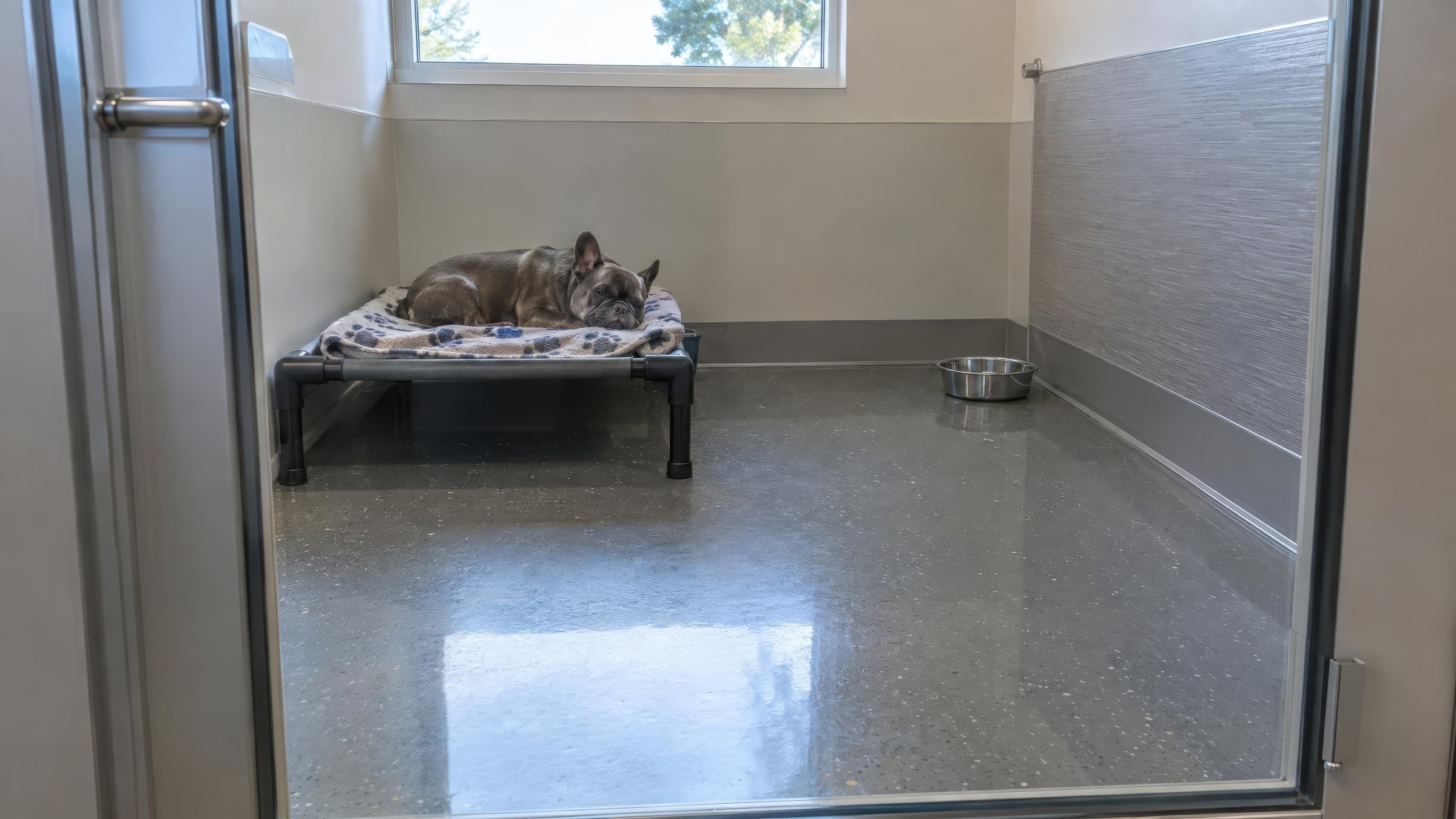 French bulldog resting in a clean kennel suite with a sealed concrete floor
