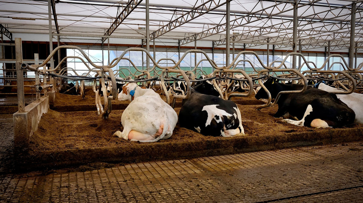 Cattle barn with a concrete floor